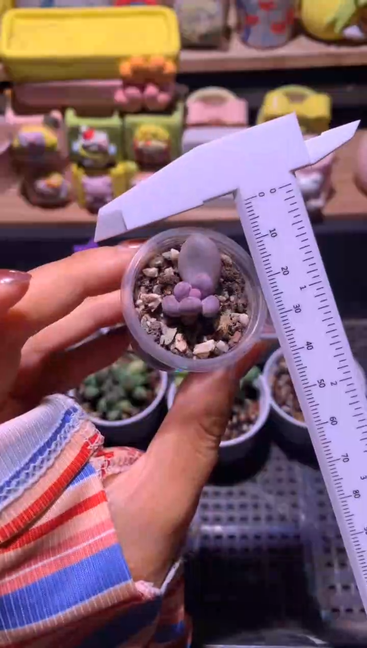 韩国彩虹叶插苗，满28包邮，不满发一个叶片到付