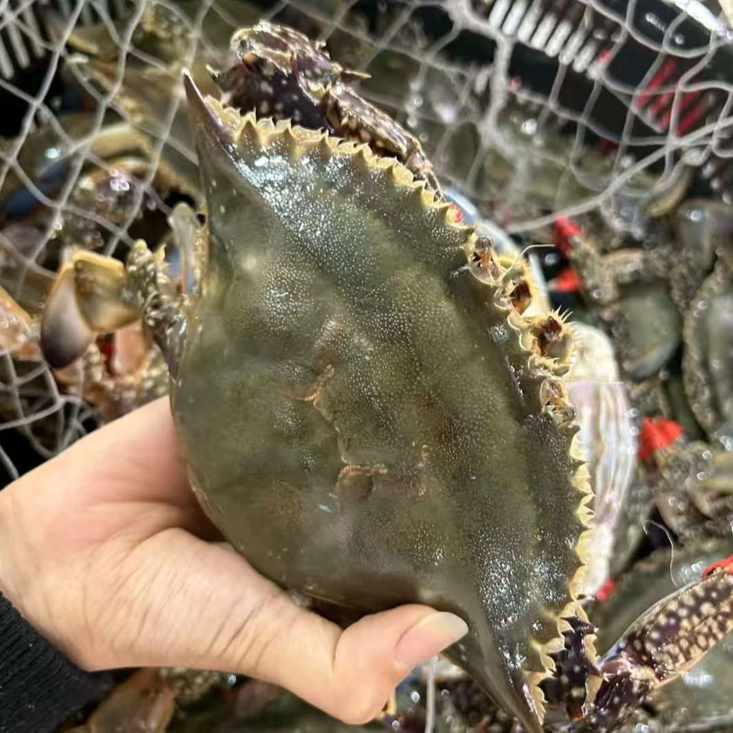 鲜【保鲜不保活】三点红特大母蟹 5.5两以上/只3斤装不保全腿微吐水