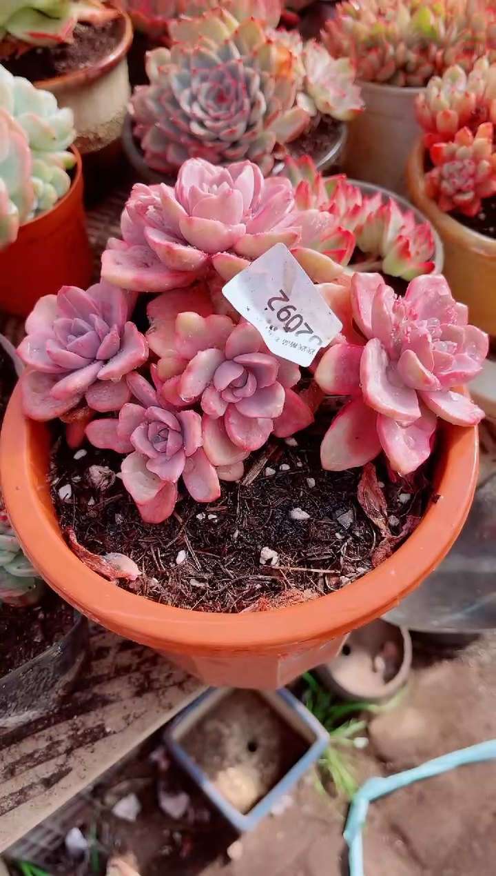 绿**沙跃跃精品多肉02092