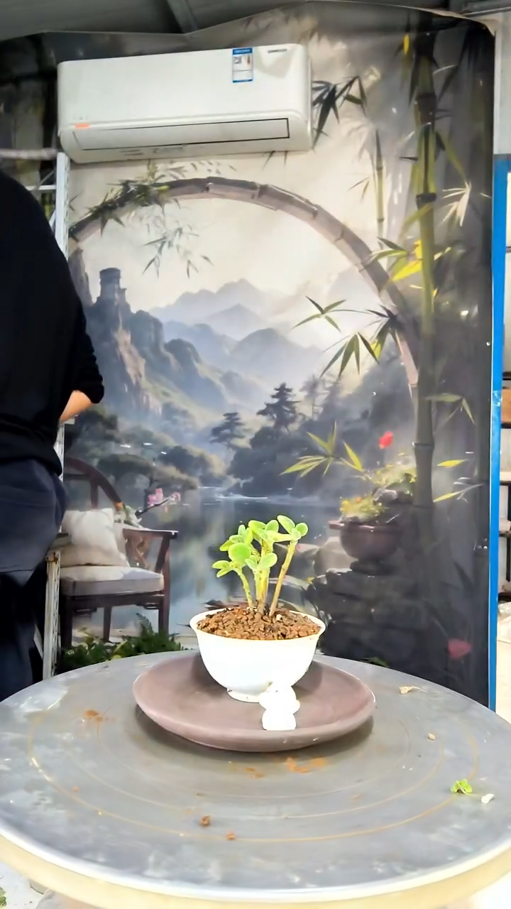 小*中青园艺一物一拍花70