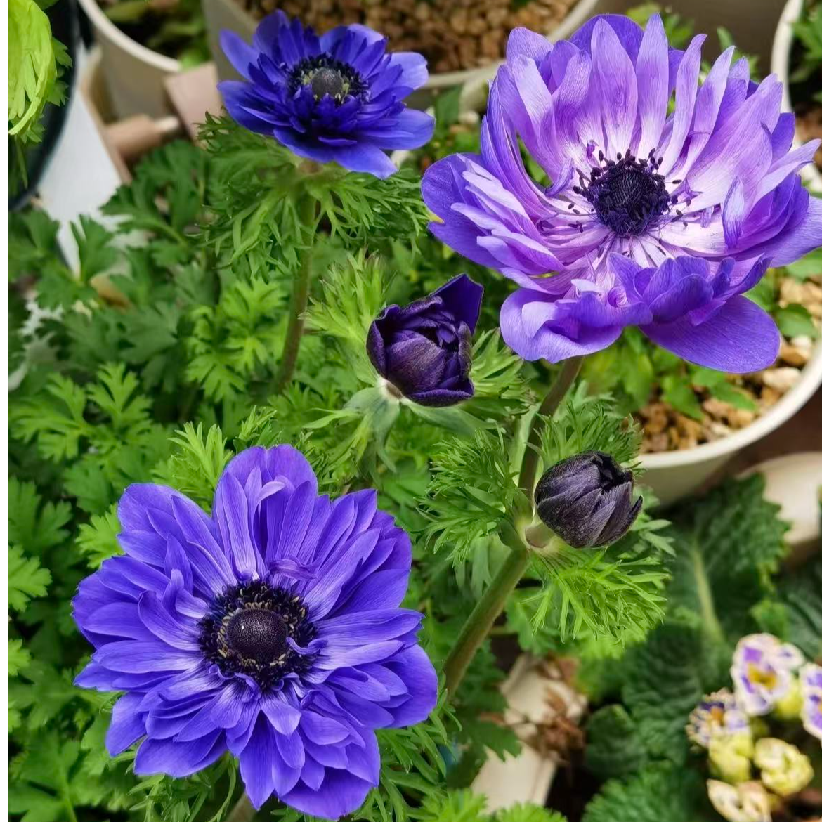 【银莲花】盆栽 带花苞发货 多色系可选 室内阳台观赏花卉