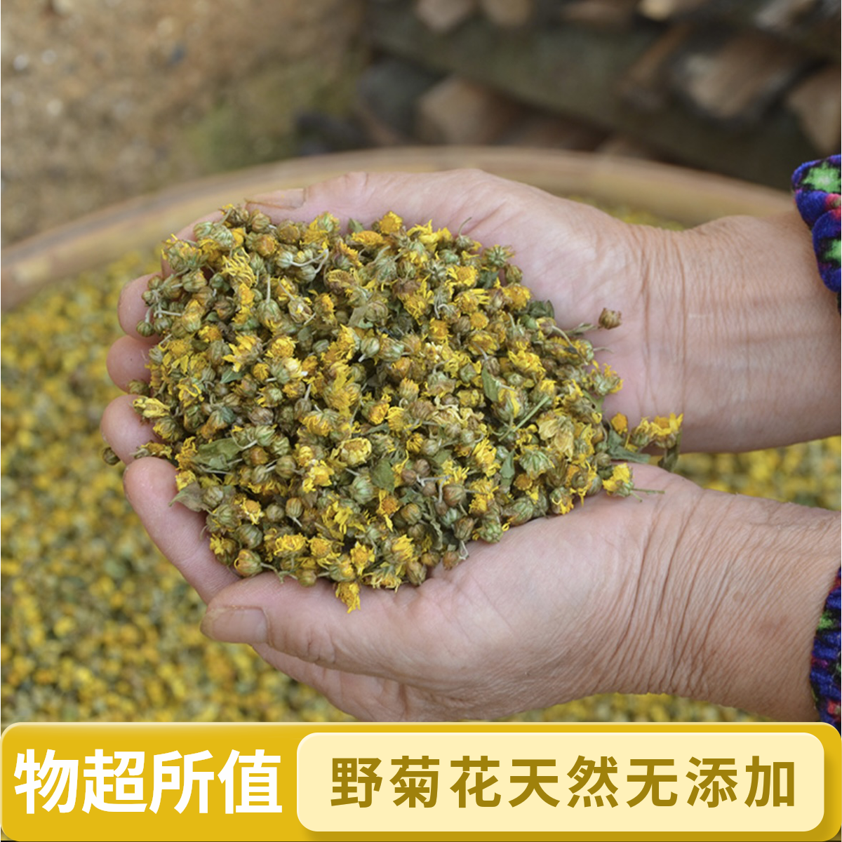 连山壮乡野生菊花