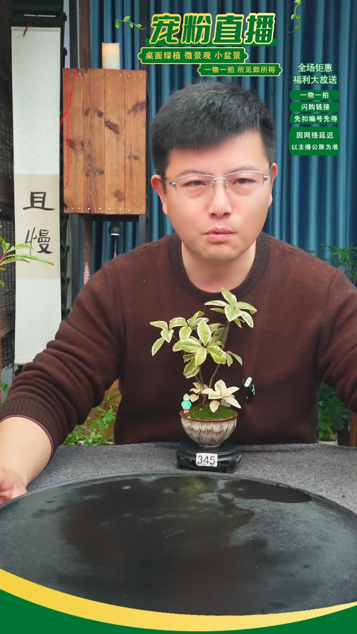 无花朵?****?苔藓微景观345号