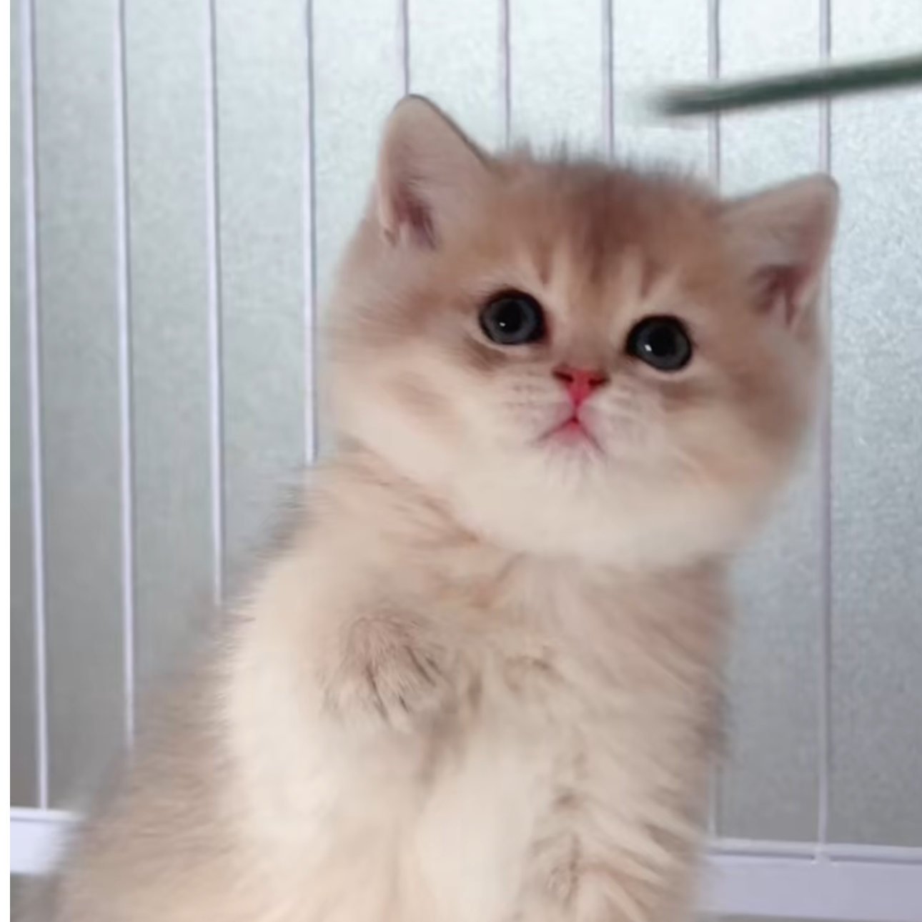 (汇东宠业)活体猫咪链接M2-2