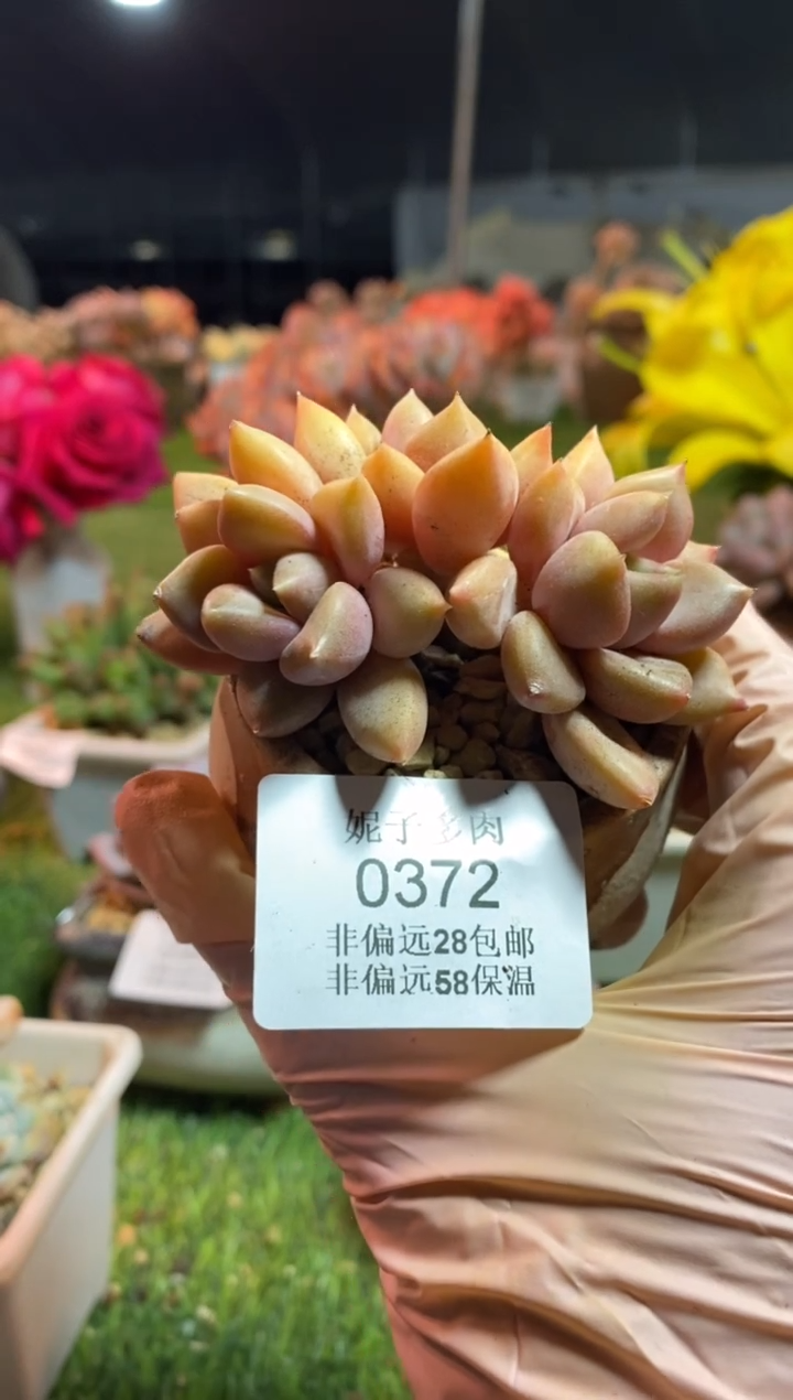 【闪购商品】0372a