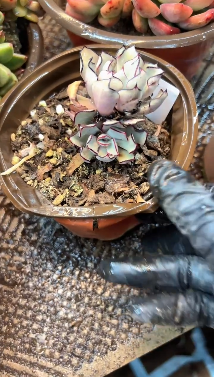 黄***?多肉植物一物一拍02543