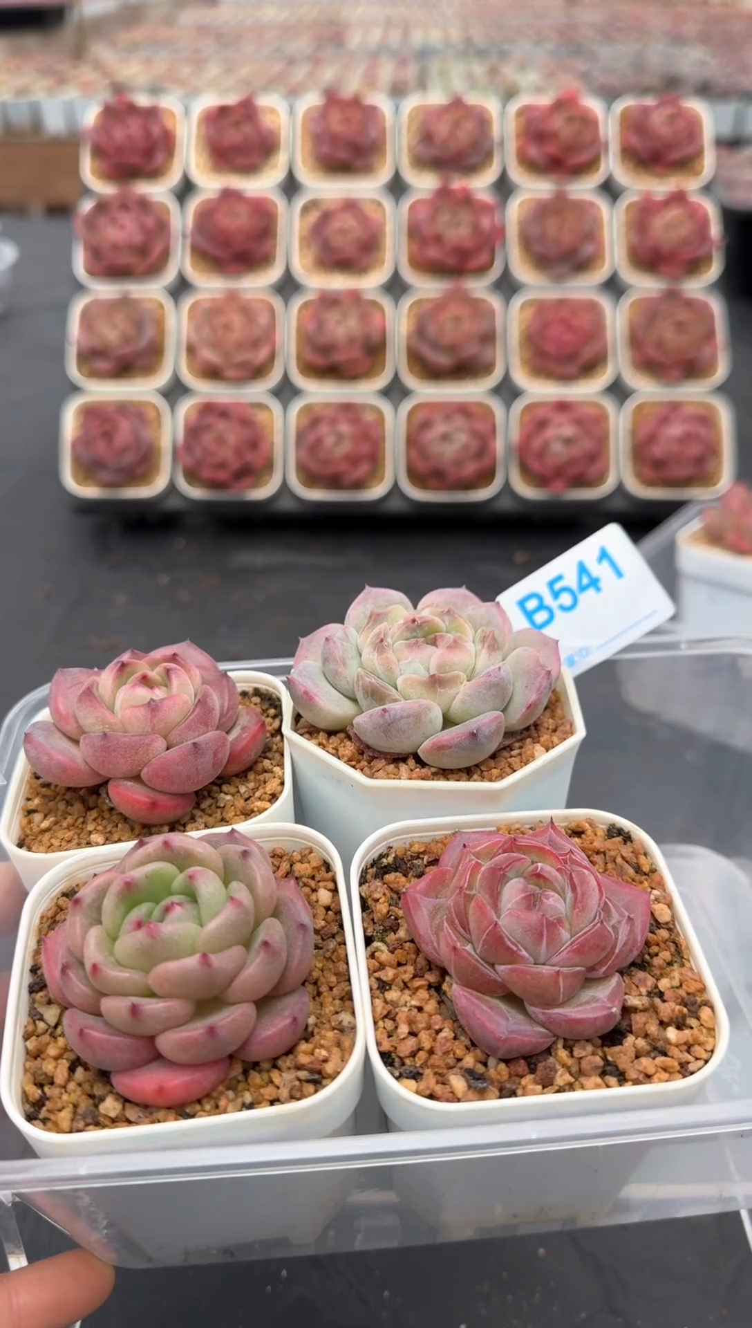 【闪购商品】541号一物一拍4-7cm包邮4颗
