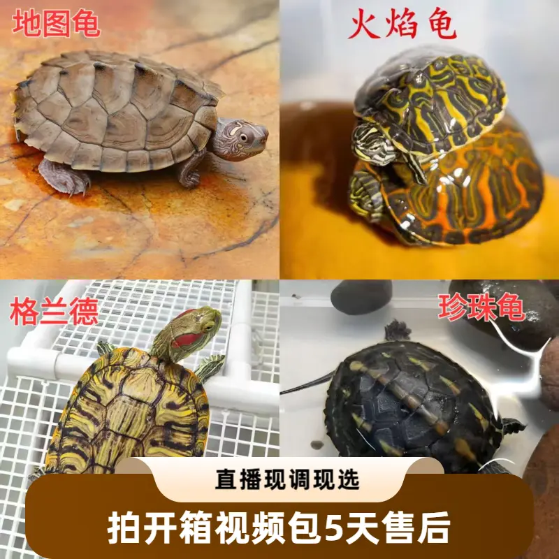 直播间一物一拍乌龟活体