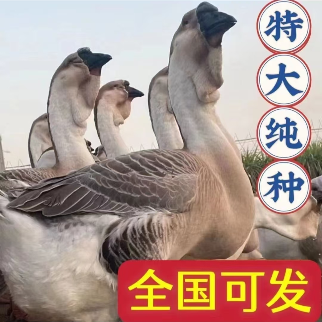 (一斤左右)特大种狮头鹅肉肉干肉质鲜美顺丰速运