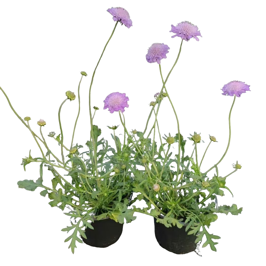 蓝盆花～多年生花园植物～阳台植物～花境造景