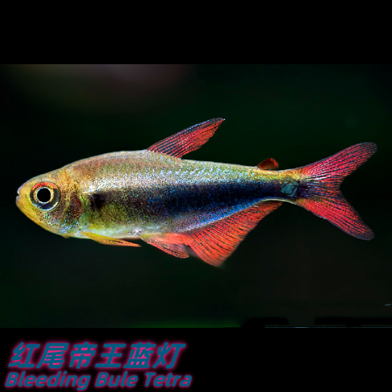 特价款 红尾帝王蓝灯 秘鲁人工灯鱼 包损/满额包邮@【TJ水族社】