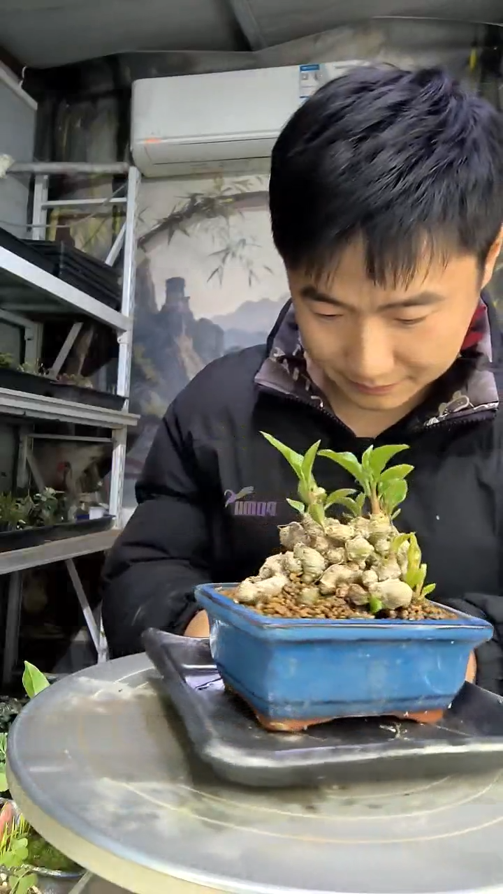 大*猫中青园艺一物一拍花39