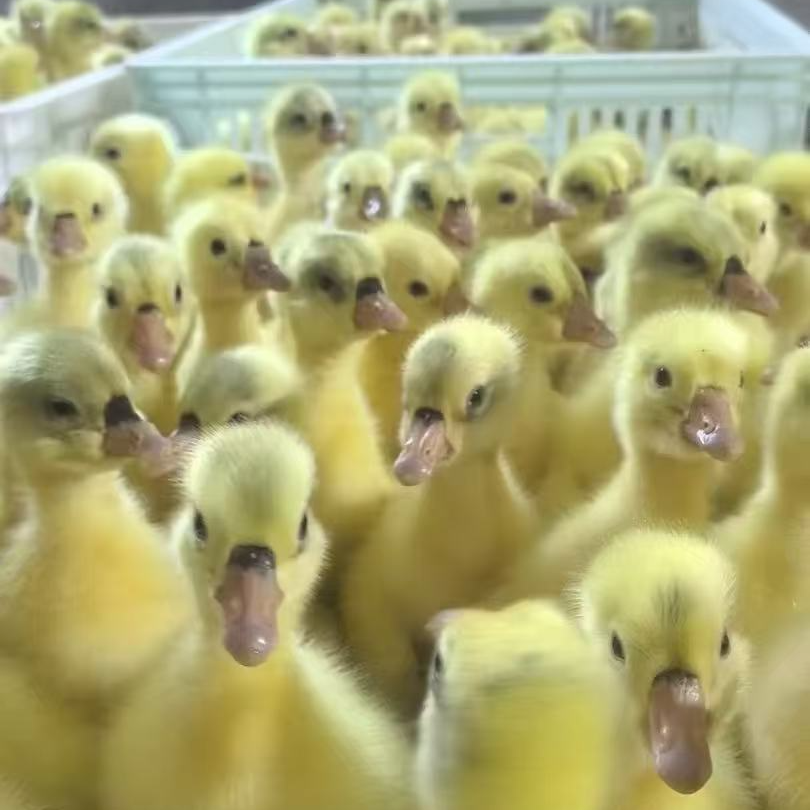 宠物鸭长肉的三花产蛋的四季霍尔多巴吉健康好养顺丰包邮公母可选