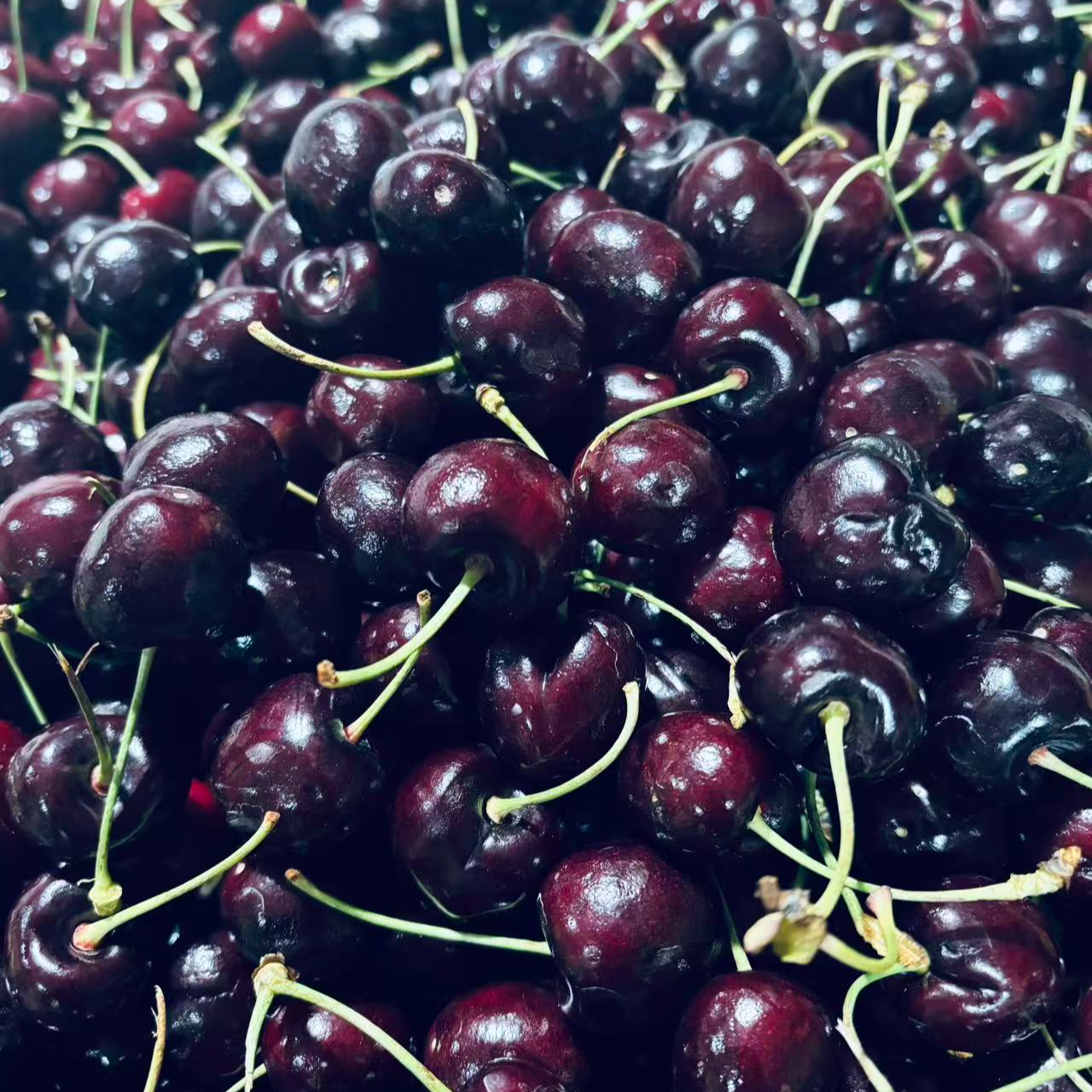 【箱装】海运智利车厘子桑缇娜XLD箱装10斤桑提娜智利