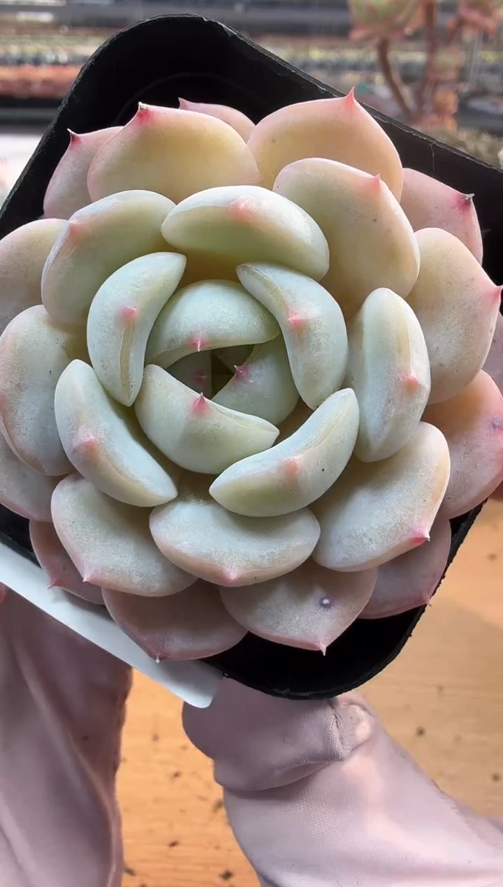 东云多肉园二店-217