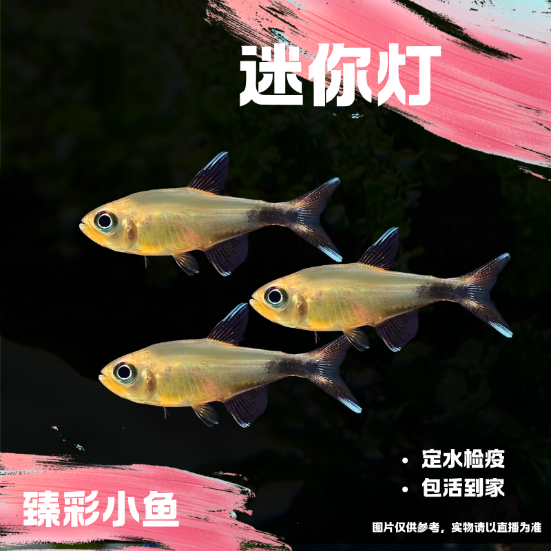 【臻彩小鱼】迷你灯鱼小型观赏鱼孔雀鱼热带鱼灯科鱼群游鲜活耐活
