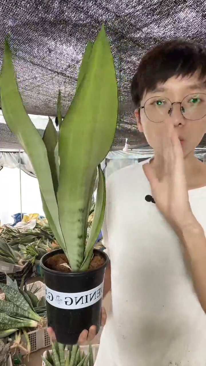 -白玉高脚带盆土24.8