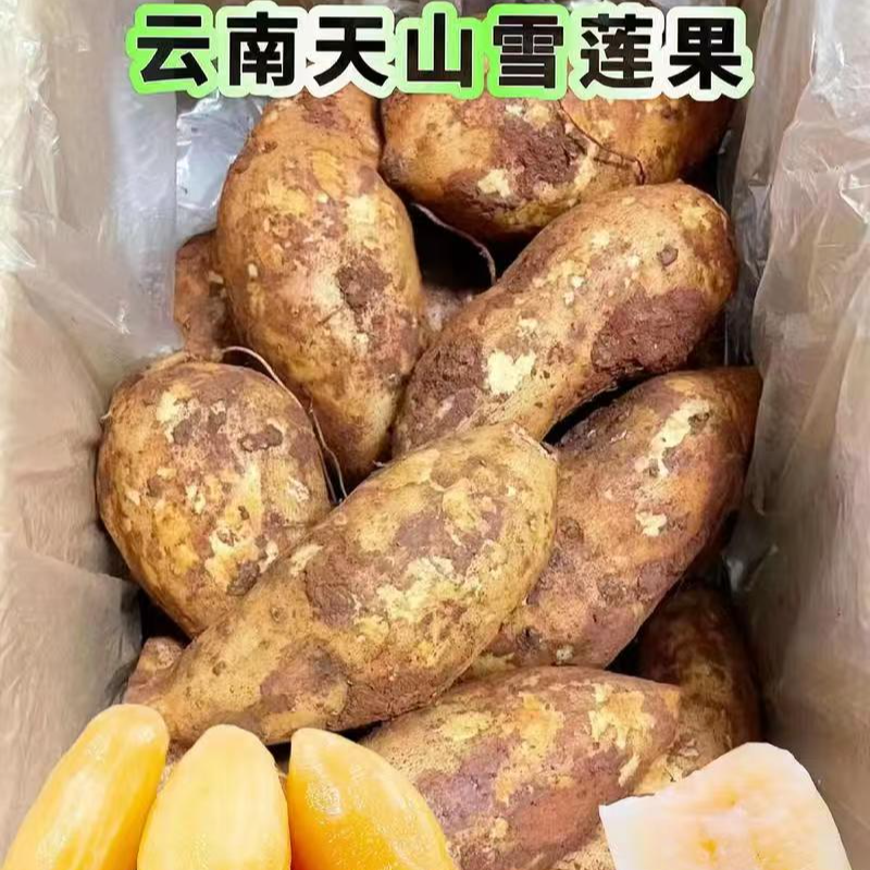 云南高山黄心雪莲果新鲜现挖现发脆甜多汁当季水果发货送削皮刀