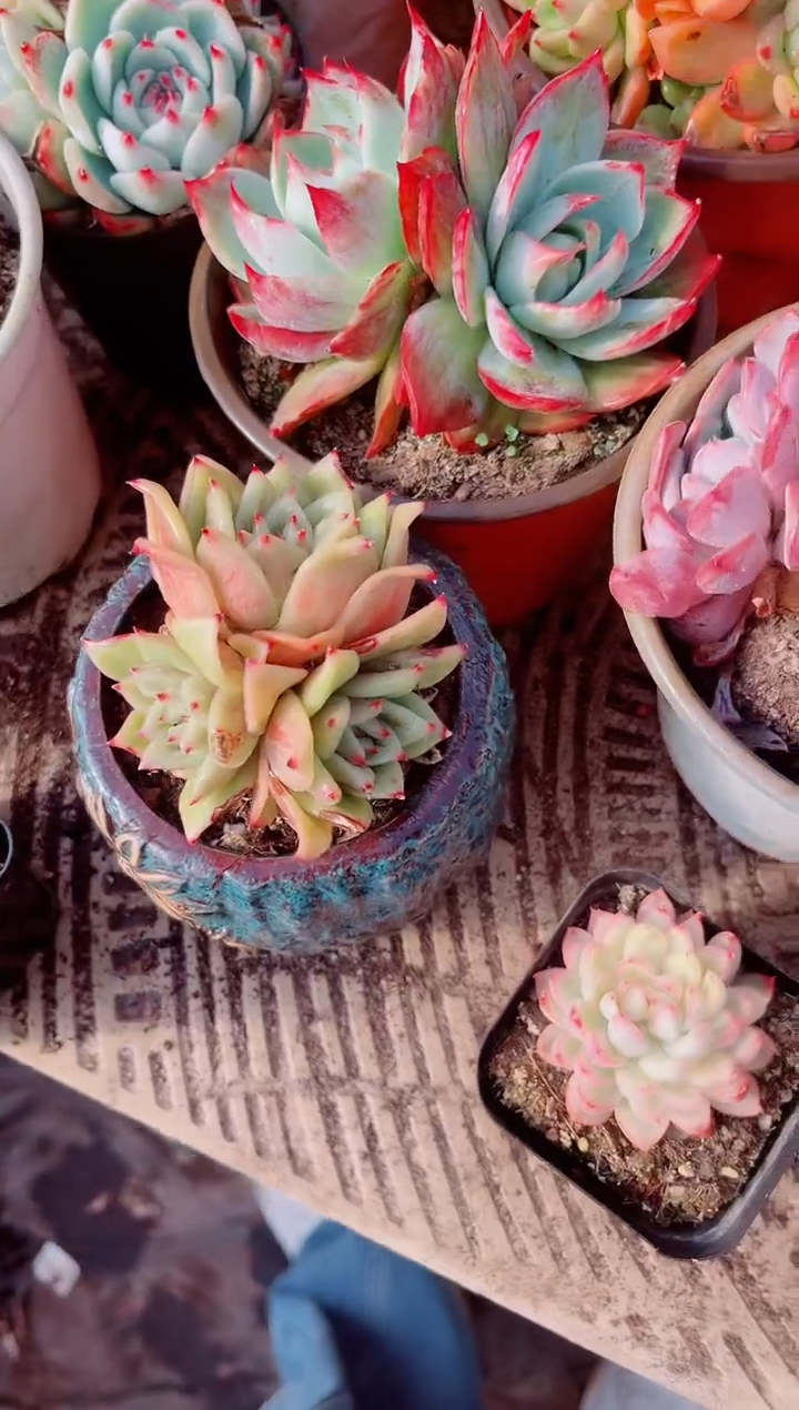 用****4跃跃精品多肉29150