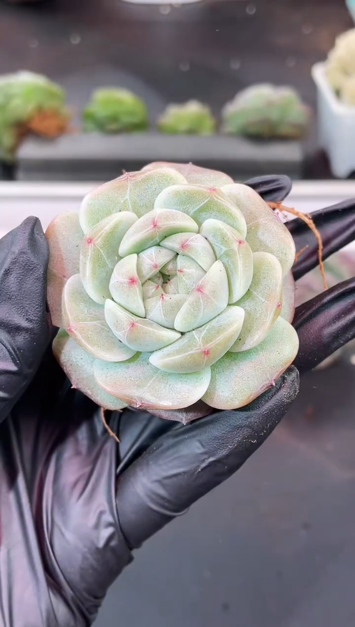 闪购2120  超白体翡皇多肉一颗   4.5厘米