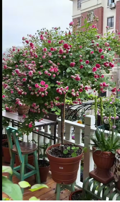 棒棒糖树桩月季胭脂扣花量大