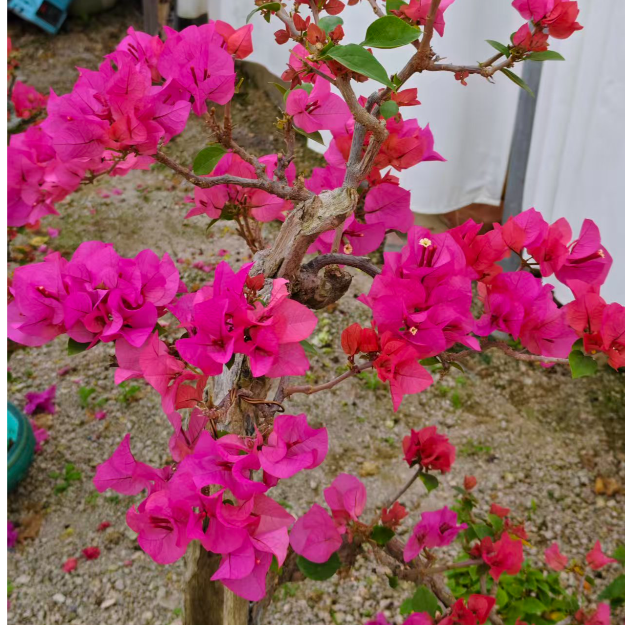 【一物一拍】三角梅盆栽多款造型盆景拍【5999】【非直播期间勿拍】绿植