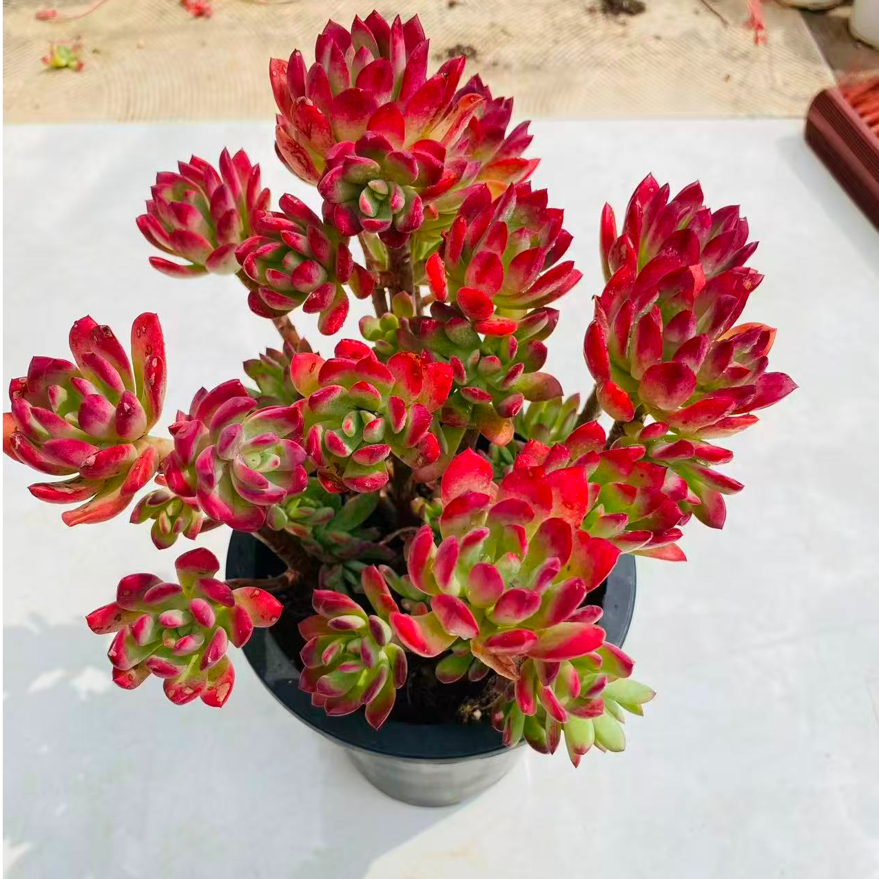 【高原红】老桩多肉植物 耐晒耐冻带盆土发货新手好养