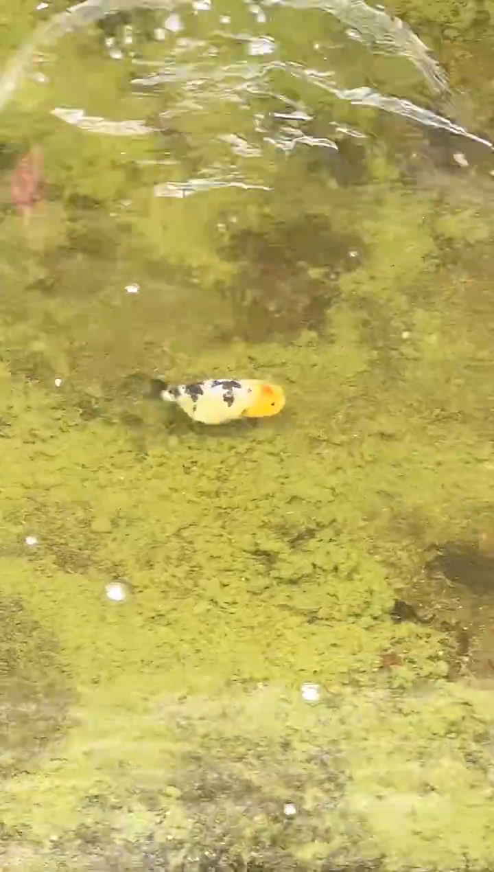 金鱼G****f水娃娃观赏鱼兰寿金鱼 不包邮