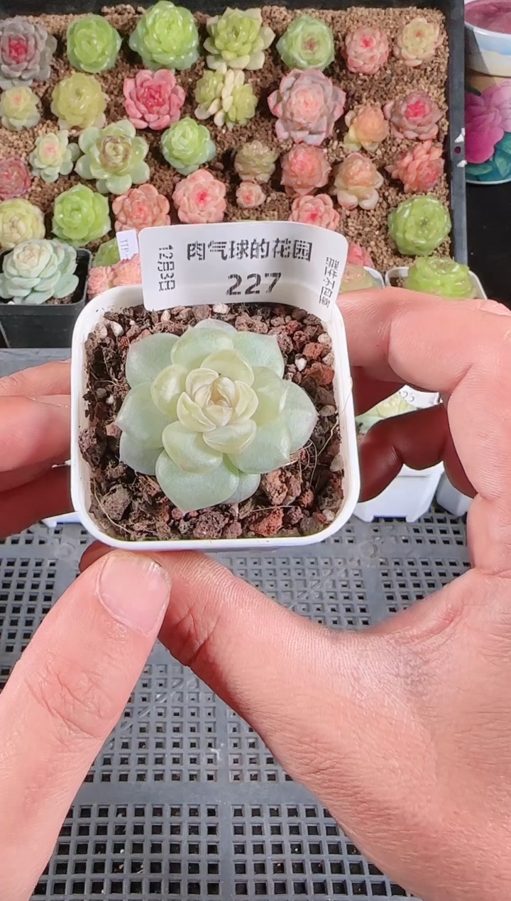 1203-227玉瑶多肉群生不包整