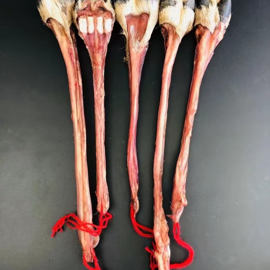 鹿筋  鹿场直供 保真保纯