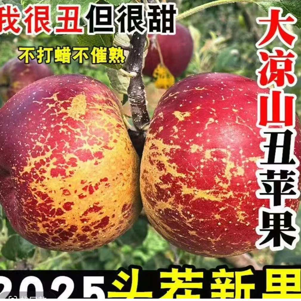 正宗大凉山盐源冰糖心丑苹果脆甜多汁新鲜现摘