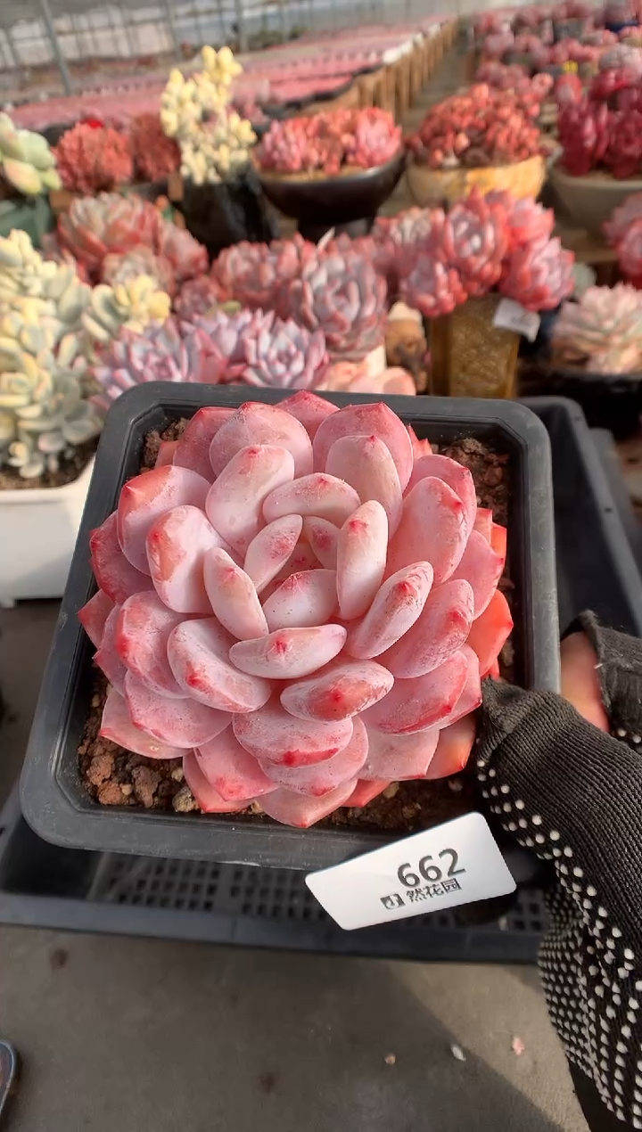 662星橙一物一拍多肉植物