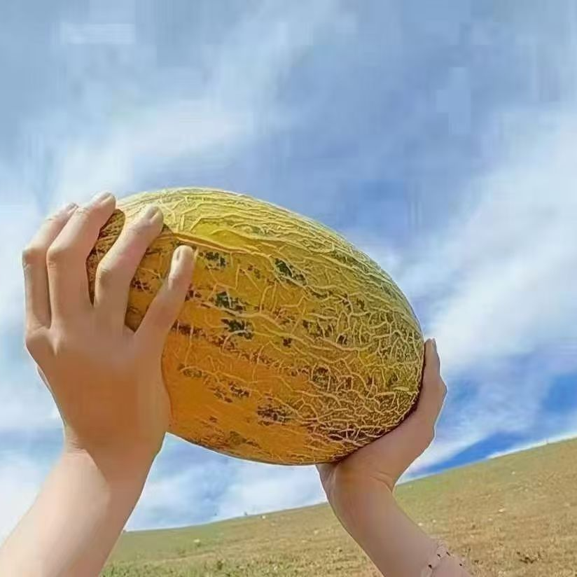 八六王哈密瓜2.99一斤（十元一盒装）
