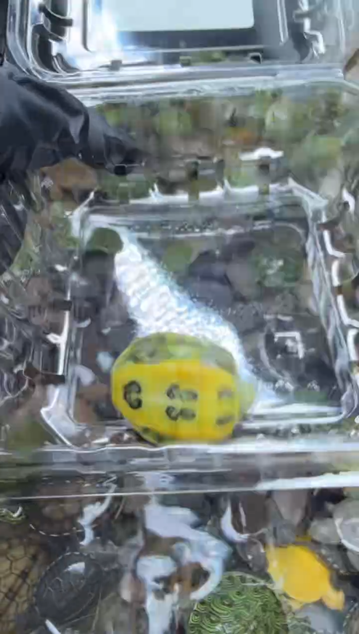公母搭配宠物龟9号闪购