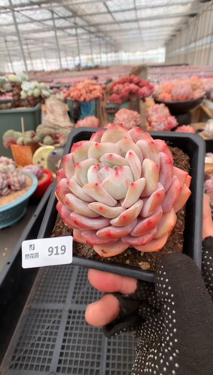 【闪购商品】919梦露一物一拍