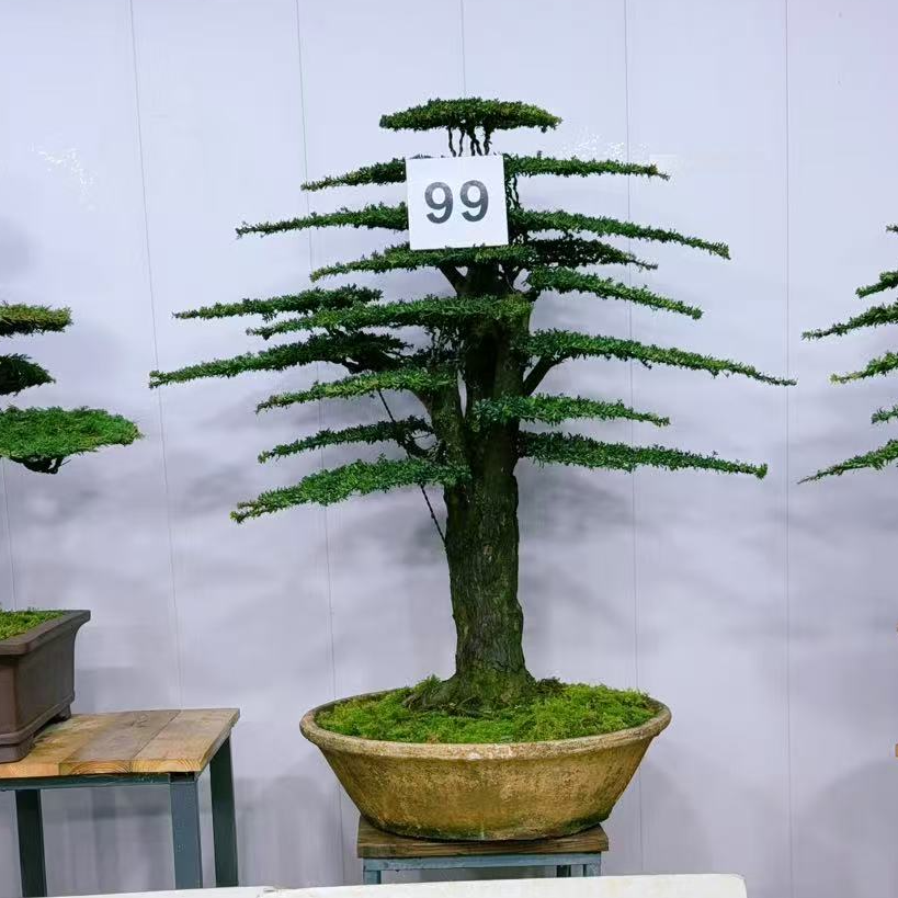 静寻盆景(99号)老桩红芽罗汉松迎客松 室内室外可养高160/宽135