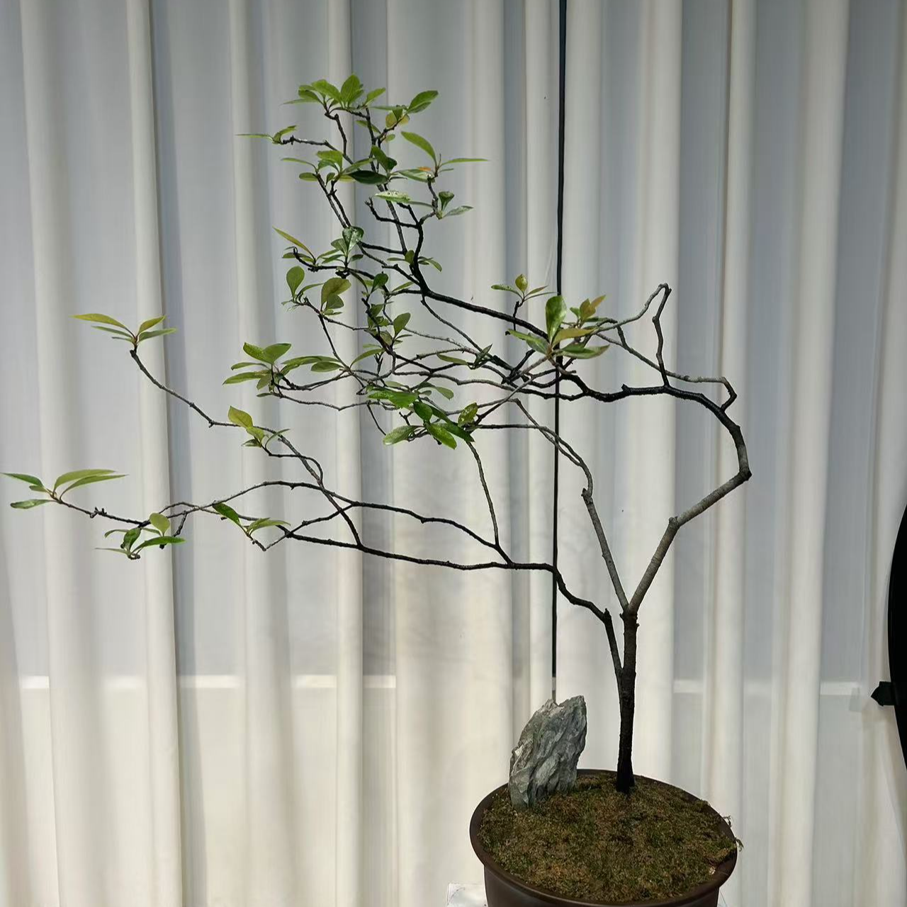 风动式海岛春花栀子花！老桩