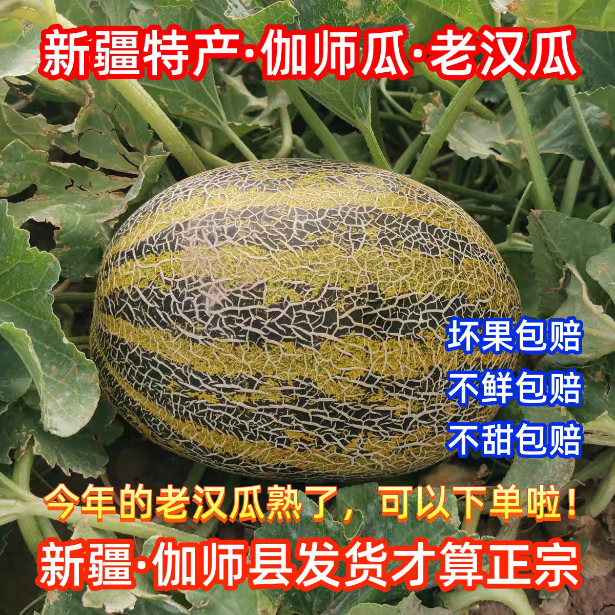 正宗新疆特产伽师老汉瓜香瓜柏谢克辛应季新鲜水果哈密瓜全国包邮