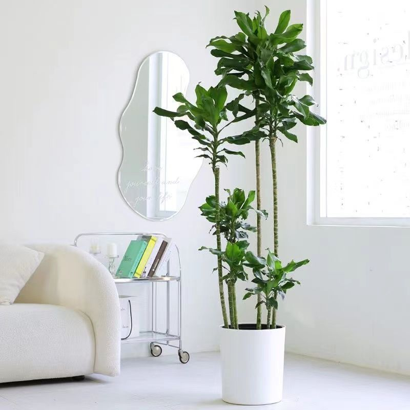 大型螺纹铁植物花卉盆栽客厅办公室室内阳台四季常青绿植净化空气