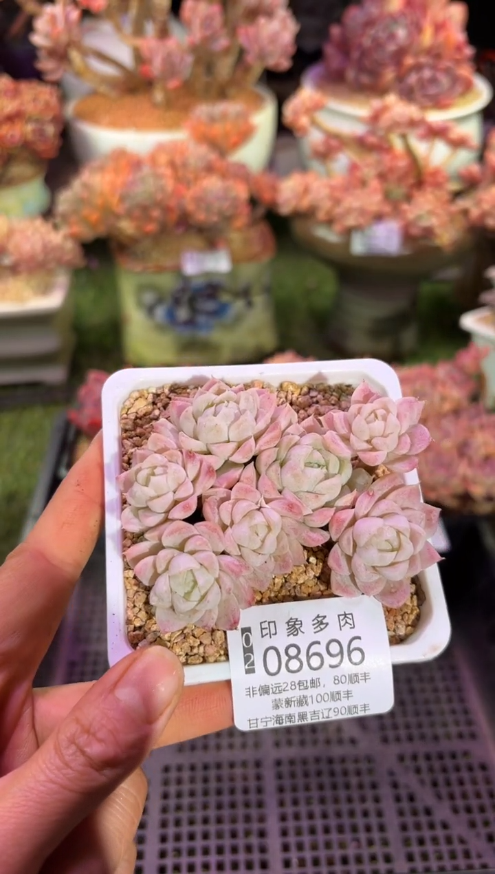 【闪购商品】08696