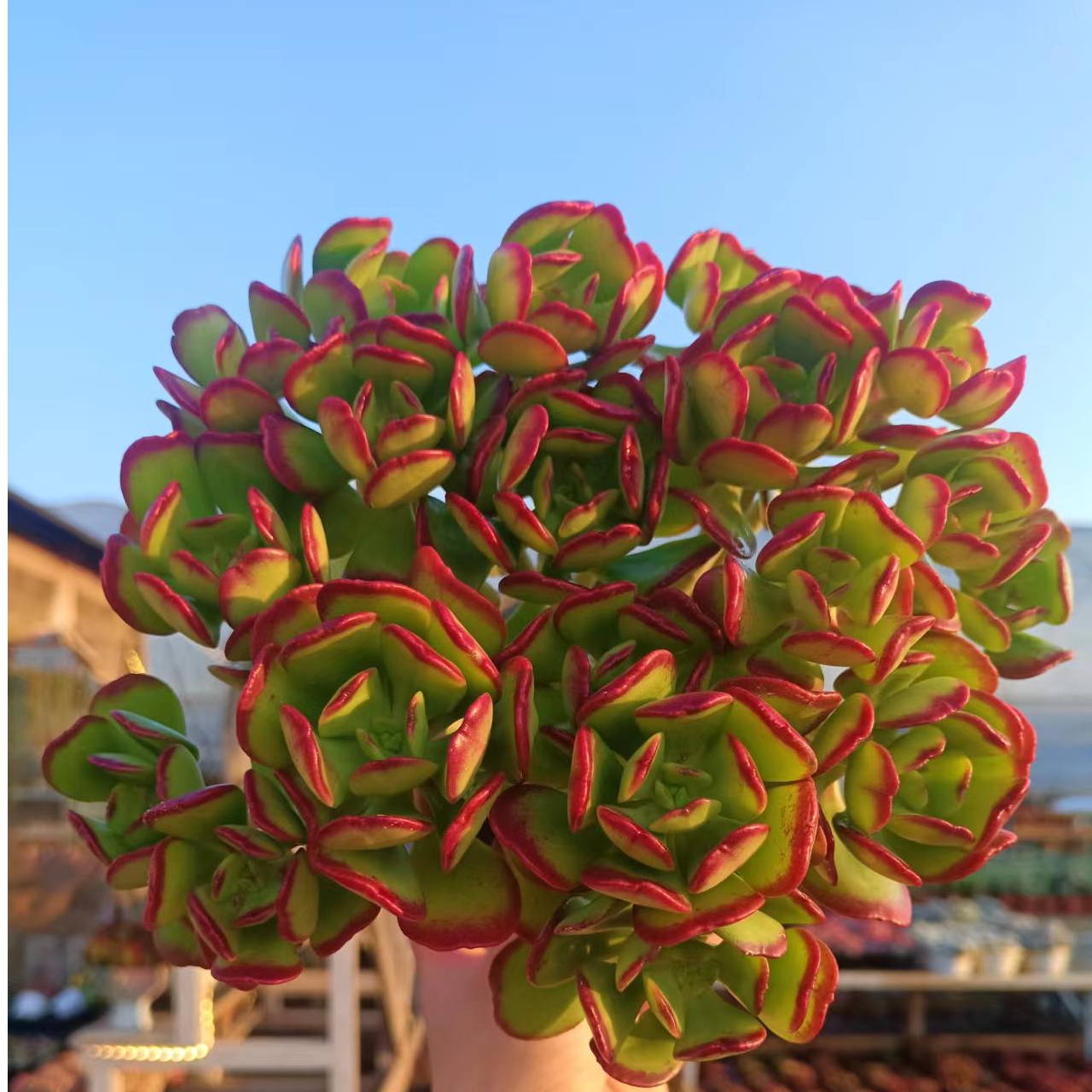 满堂红摇钱树多肉植物好看好养多肉盆栽多肉花卉