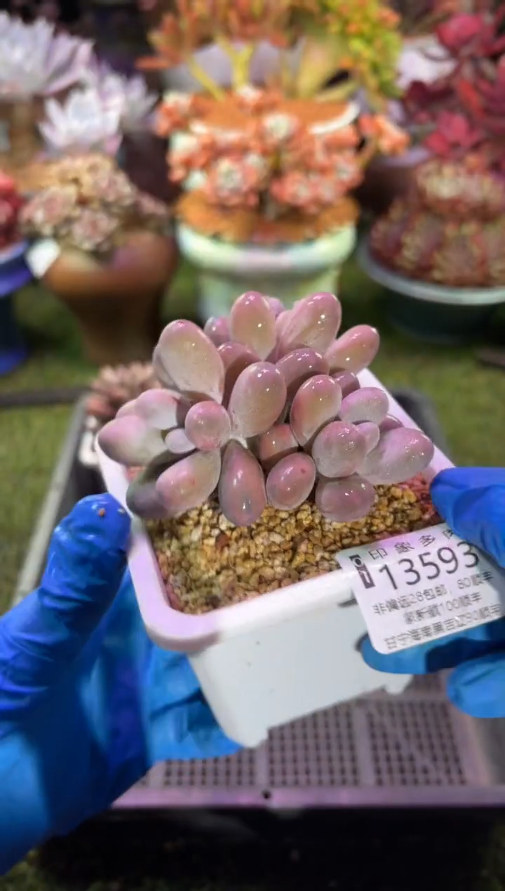 【闪购商品】13593