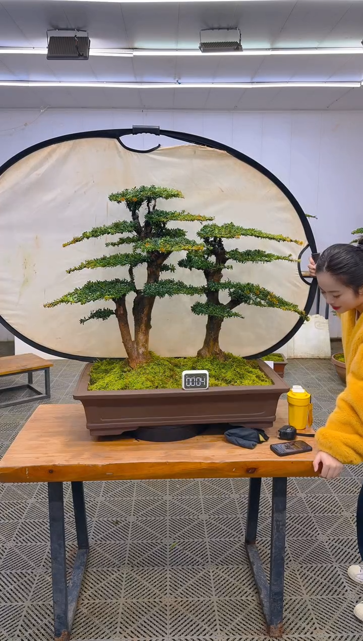 无花朵一物一拍一物一拍