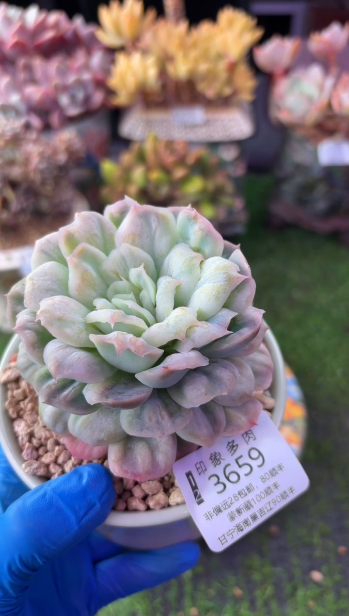 昆明印象多肉3659