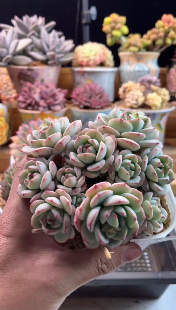 【闪购商品】2.8-48香草