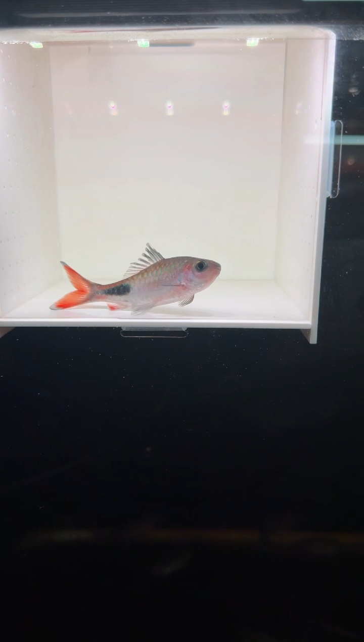 工具鱼彩虹道人111