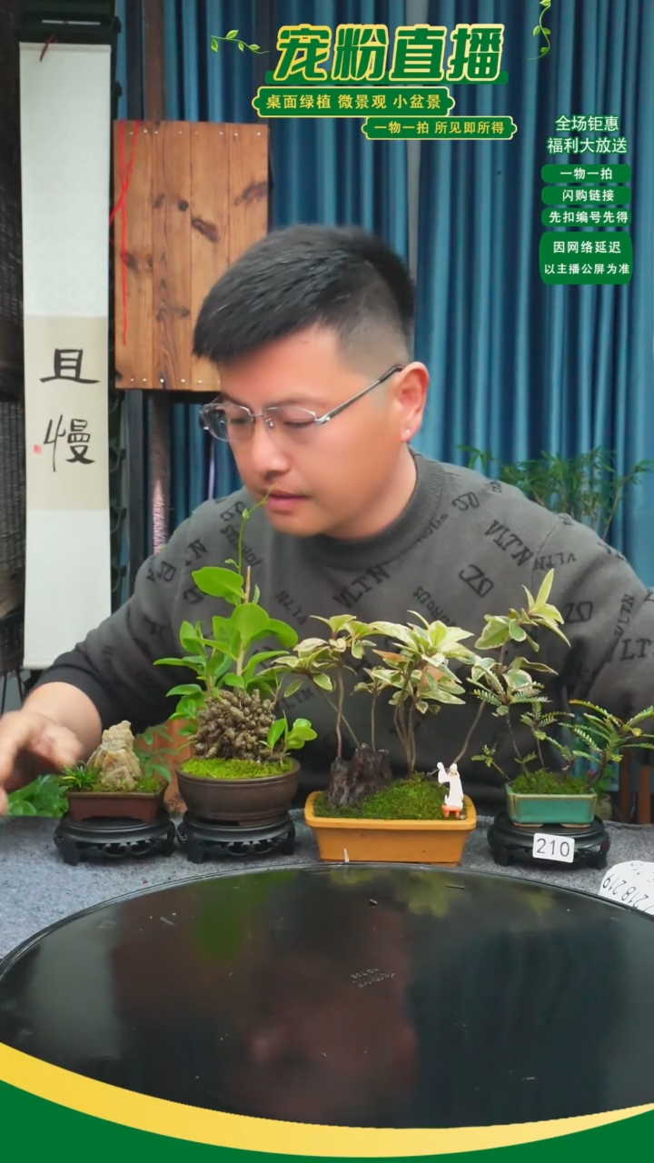 无花朵且*苔藓微景观210号
