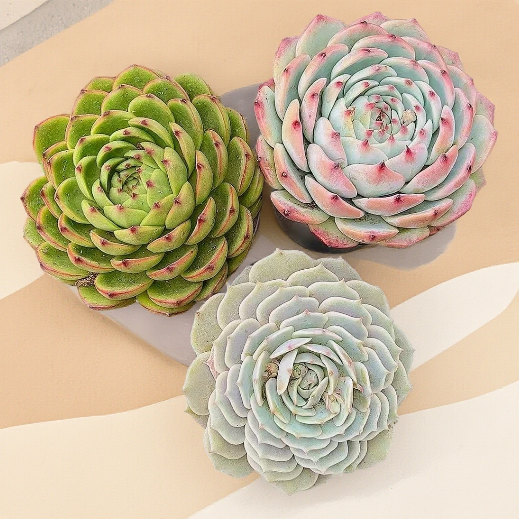 3颗组合（吉娃娃1颗＋月亮石1颗＋单头起露娜莲1颗）