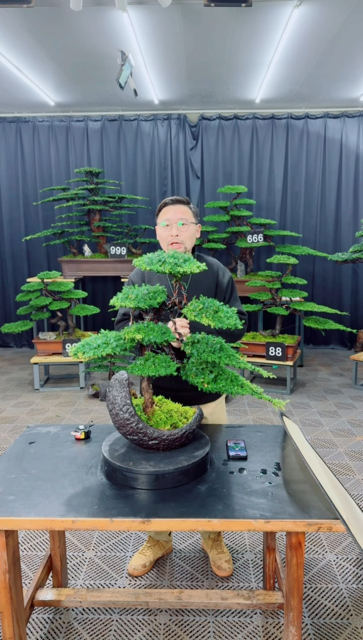 无花朵盆景......