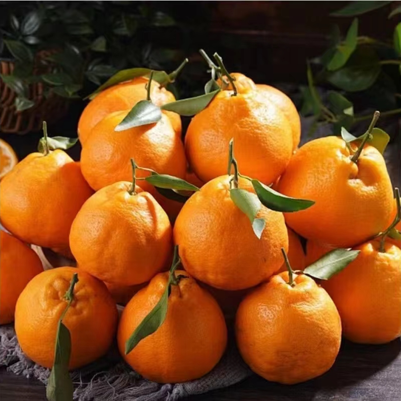 【陈氏阳光】正宗四川春见耙耙柑新鲜甘甜爆汁整箱净重4.5斤-9斤顺丰发货